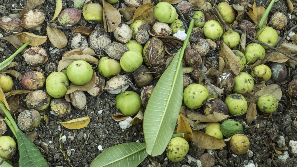 Manchinelbaum: Das macht den giftigsten Baum der Welt so gefährlich