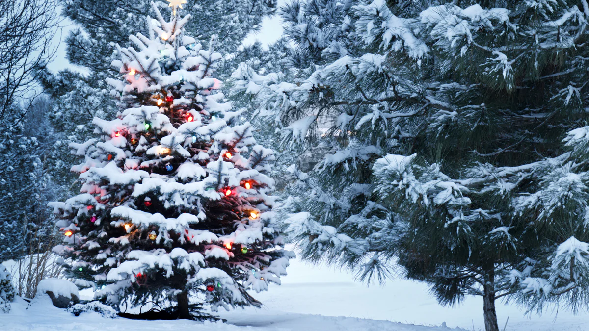 Weiße Weihnachten 2022? Experten geben Prognose ab
