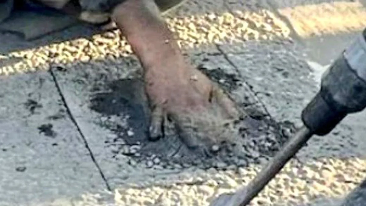 Kleber war zu stark: Klimaaktivist muss von Asphalt geflext werden