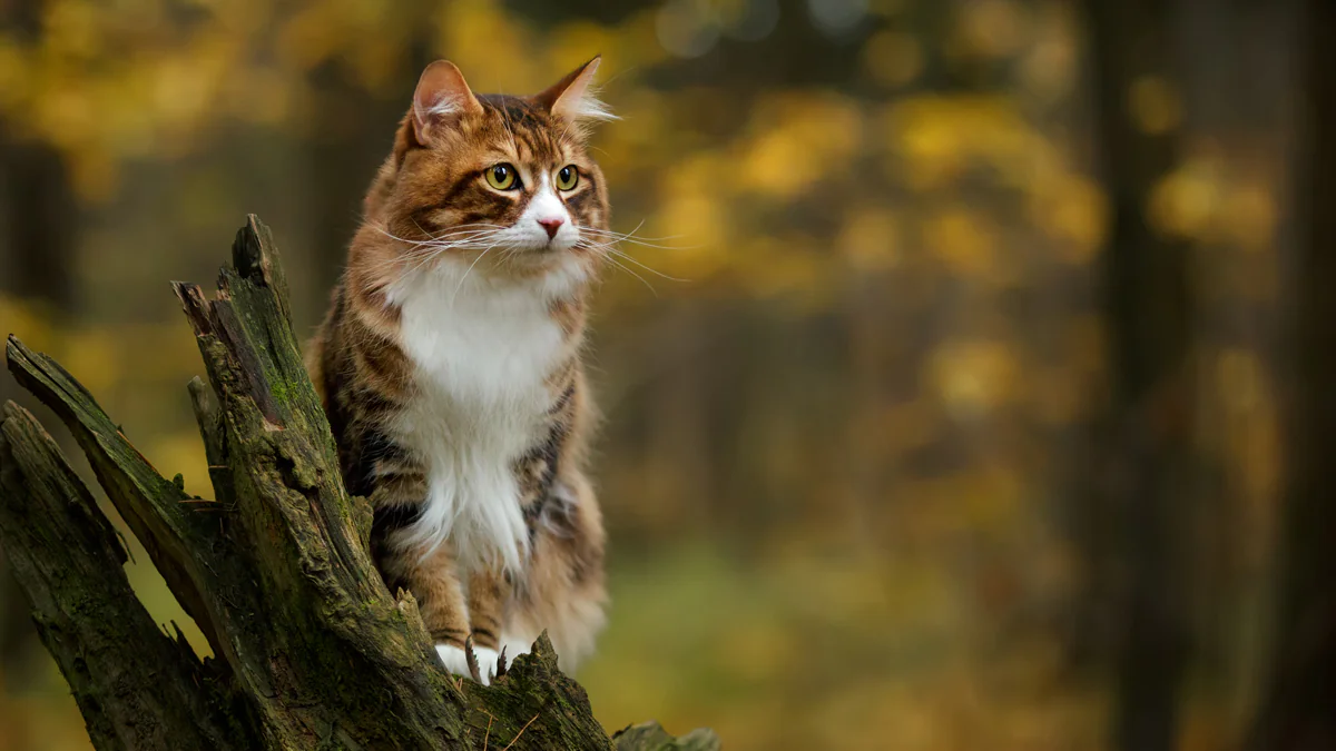 Hohe Geldstrafen: Deutsche Stadt verbietet Katzen den Freigang