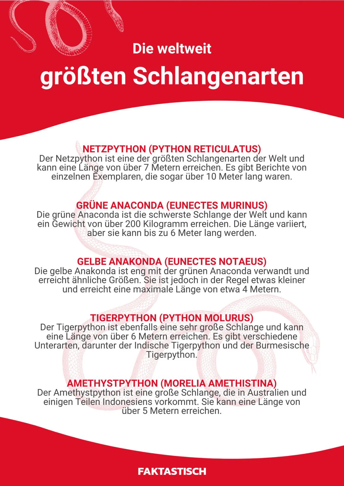 Die längste Schlange der Welt