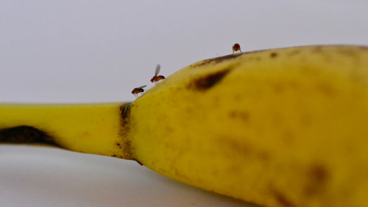 Fruchtfliegenfalle selber machen – so geht's