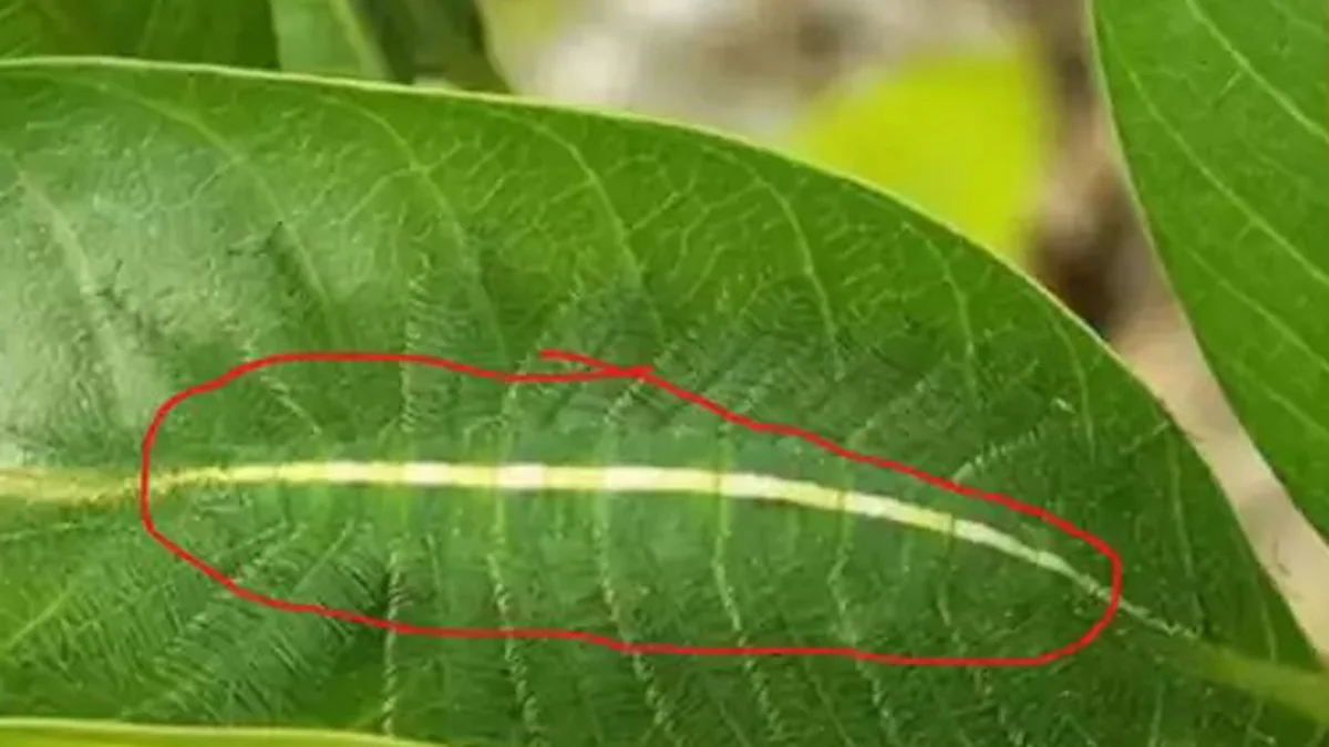 Nur 2% sehen es: Was versteckt sich auf dem Blatt?