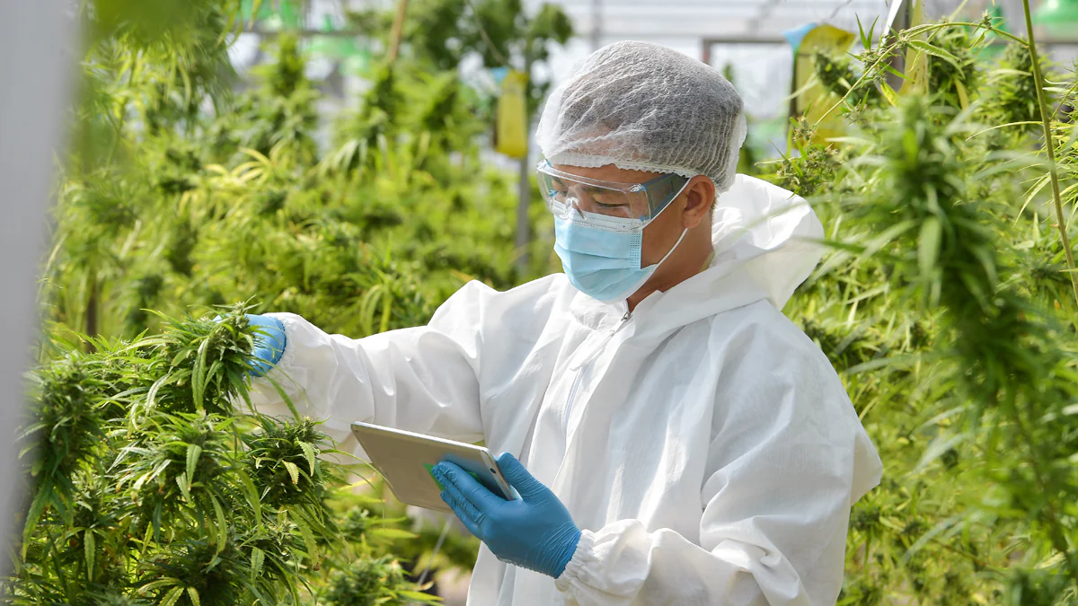 Cannabis wurde legalisiert: Wo man es jetzt kaufen kann
