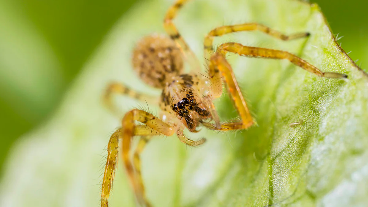 Nosferatu-Spinne in ganz Deutschland entdeckt: Biss durchdringt die Haut