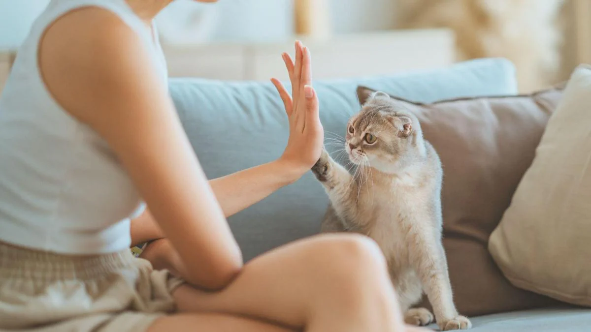 Warum riechen Katzenpfoten nach Popcorn?