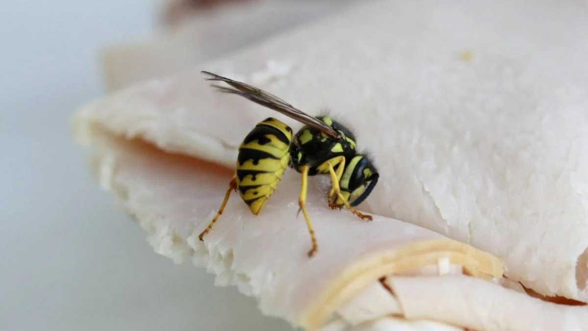 wespen-loswerden-ohne-sie-zu-toeten