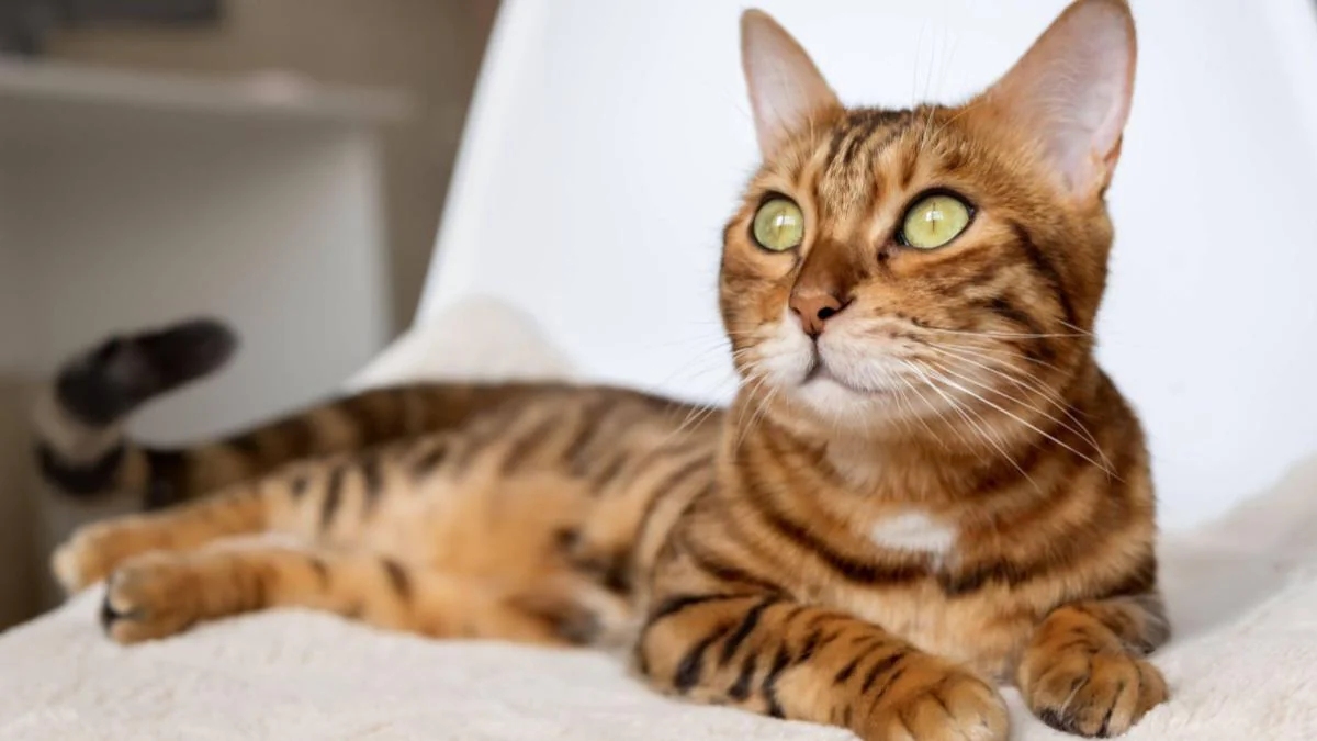 Die 9 teuersten Katzenrassen