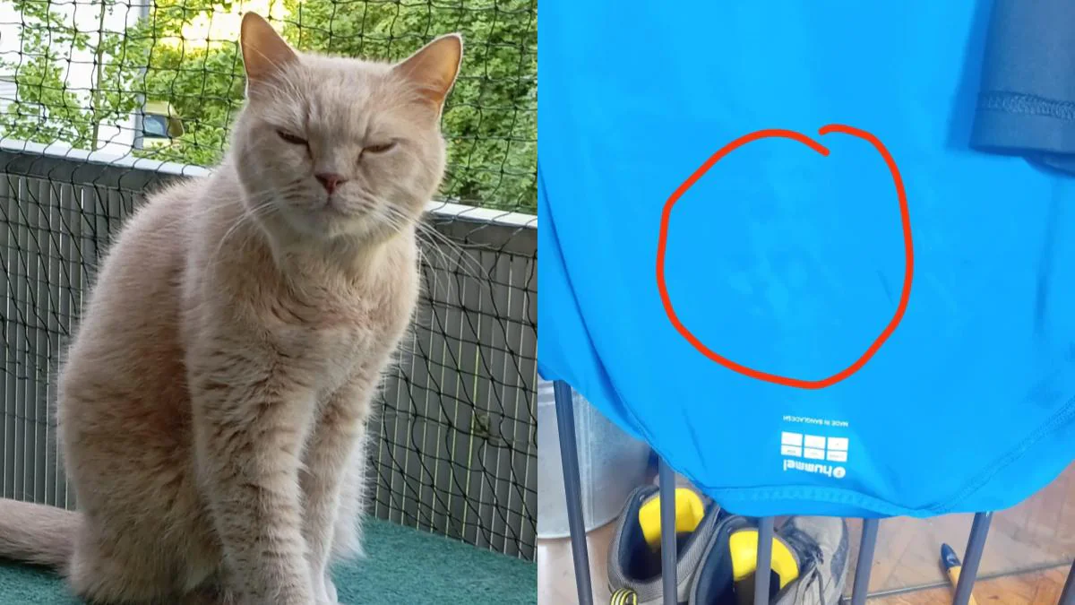 Frau vermisst ihre Katze schmerzlichst und macht einen gruseligen Fund