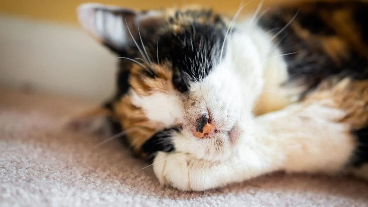 Die 9 teuersten Katzenrassen
