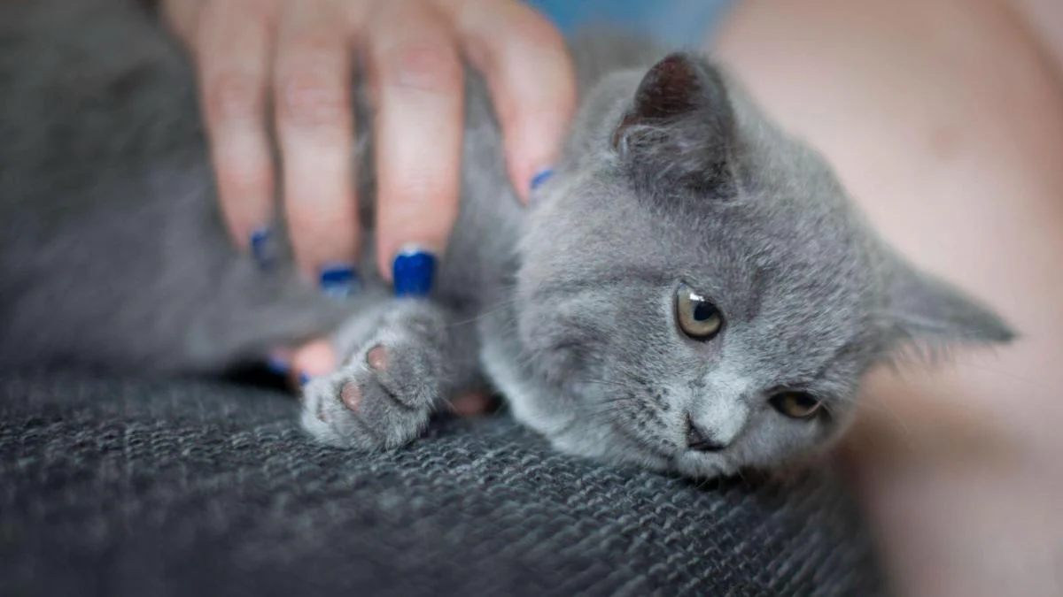 Die 9 teuersten Katzenrassen