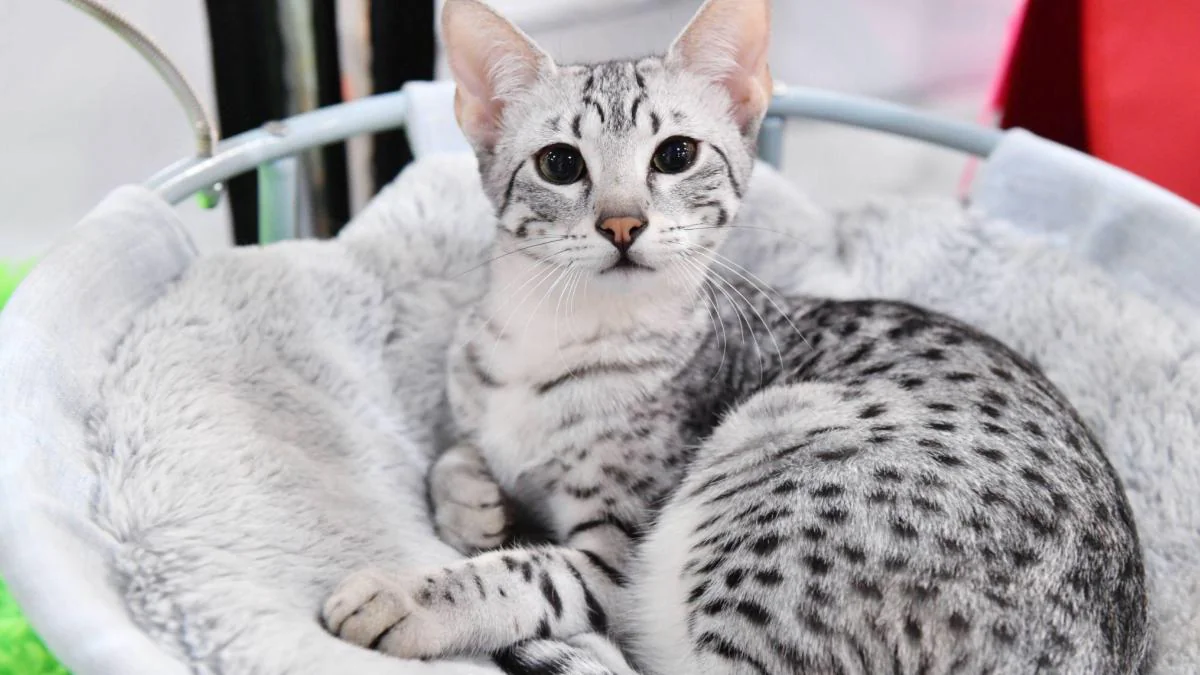 Die 9 teuersten Katzenrassen