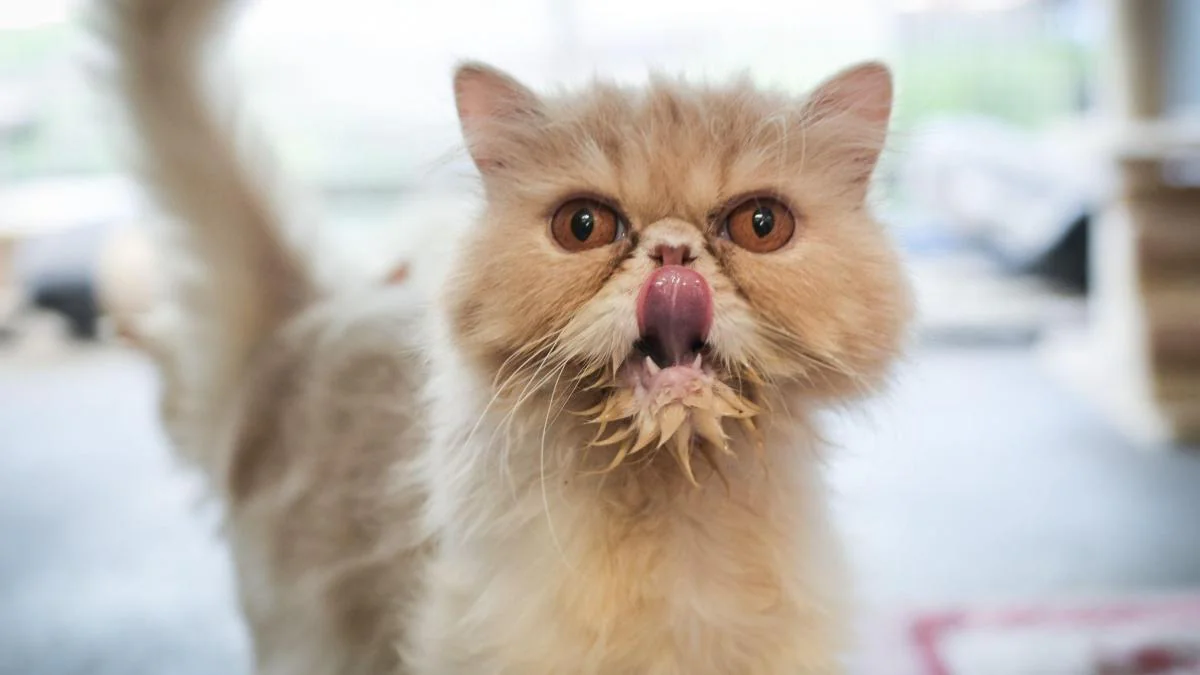 Die 9 teuersten Katzenrassen