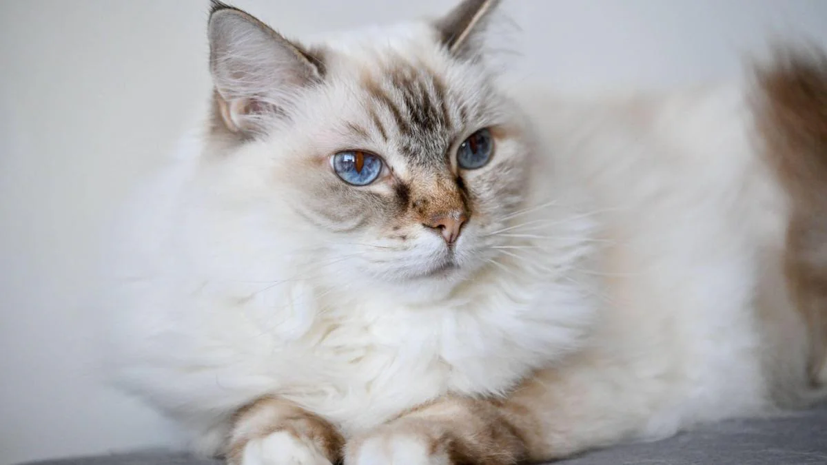 Die 9 teuersten Katzenrassen