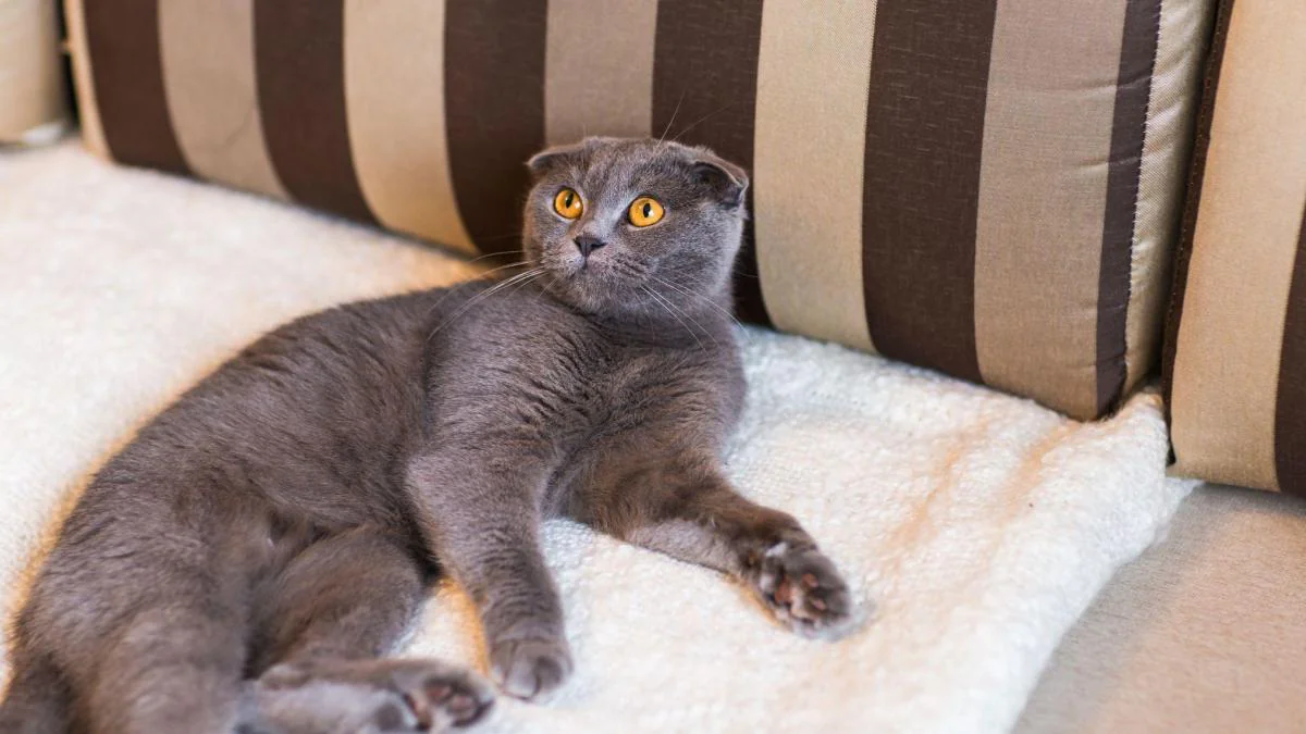 Die 9 teuersten Katzenrassen