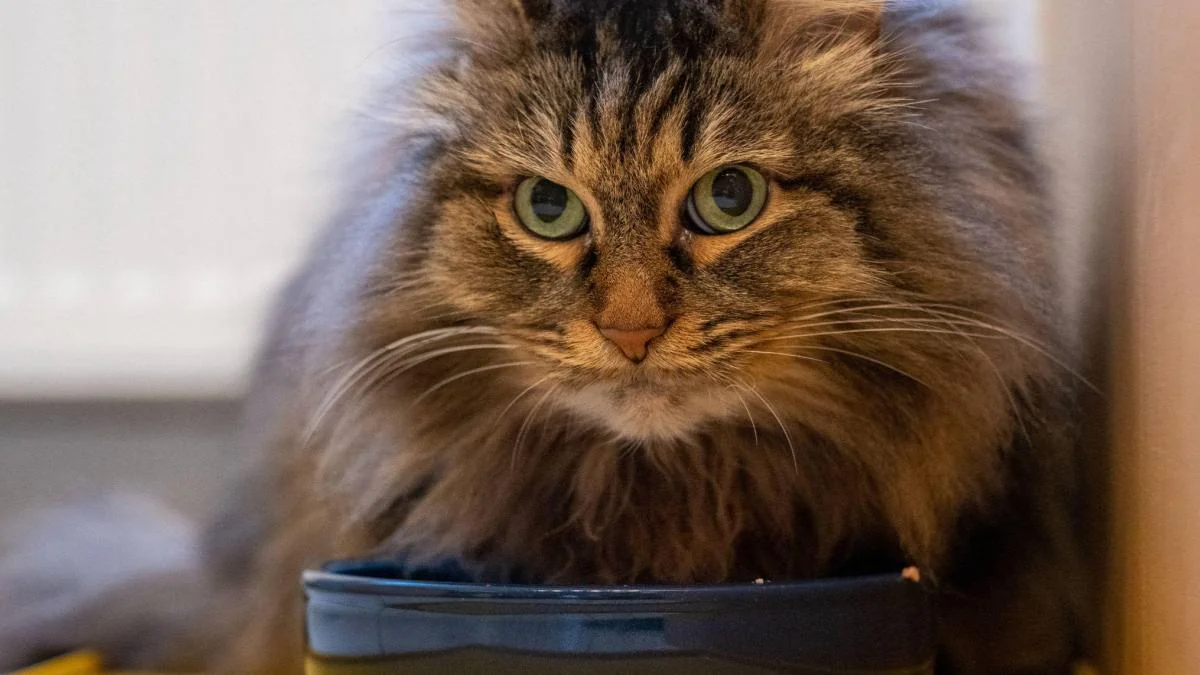 Die 9 teuersten Katzenrassen