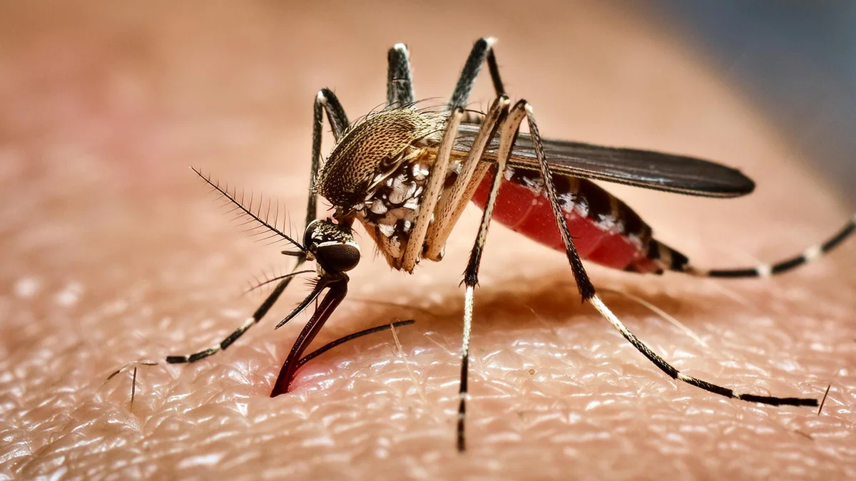West-Nil-Virus in Deutschland nachgewiesen – Experten schlagen Alarm
