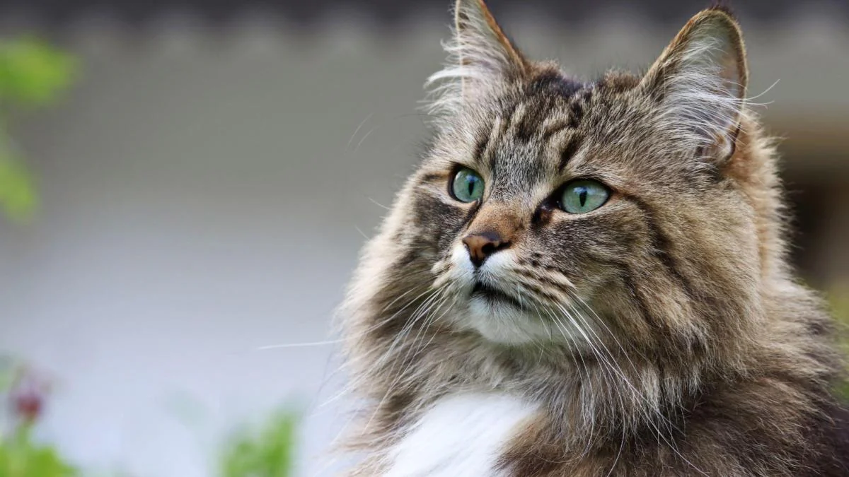 Die 9 teuersten Katzenrassen