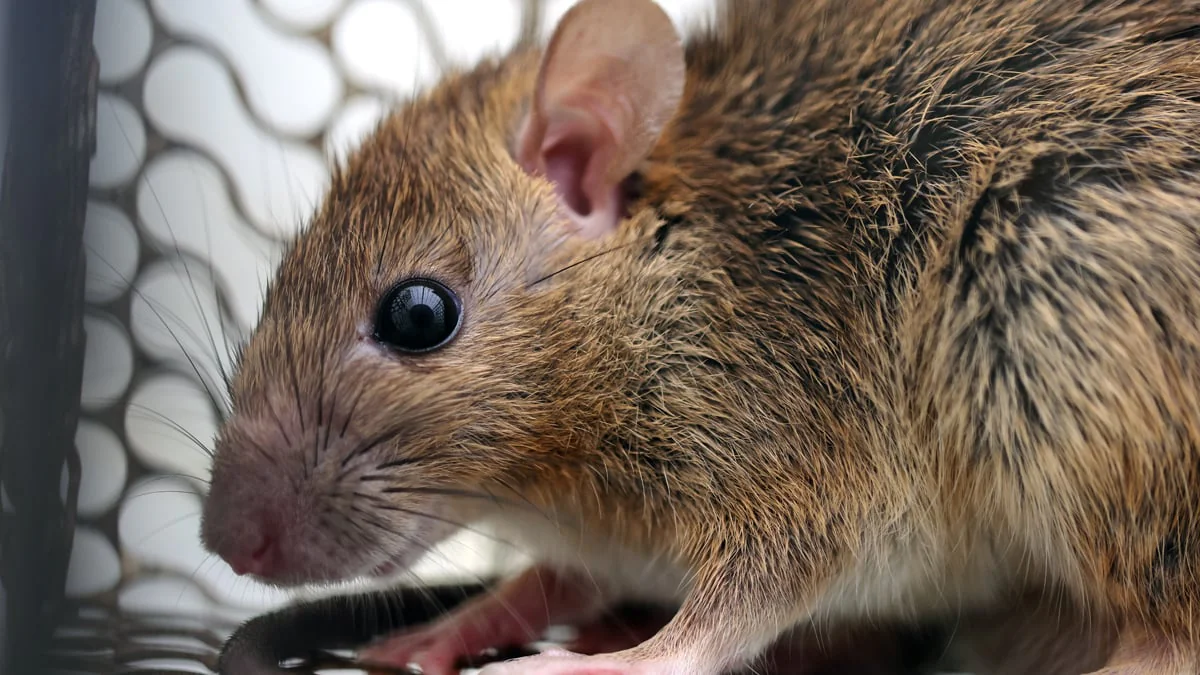 Warnung vor Hantavirus: Infektion droht bei Gartenarbeit