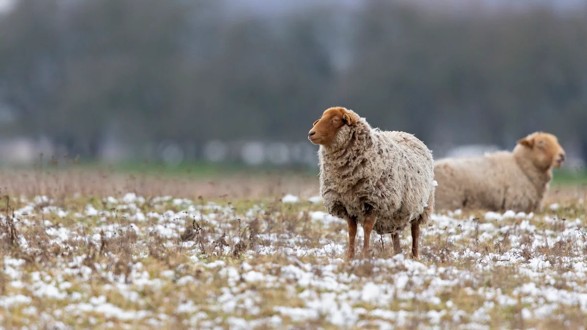 schafskaelte-2025-verfrueht