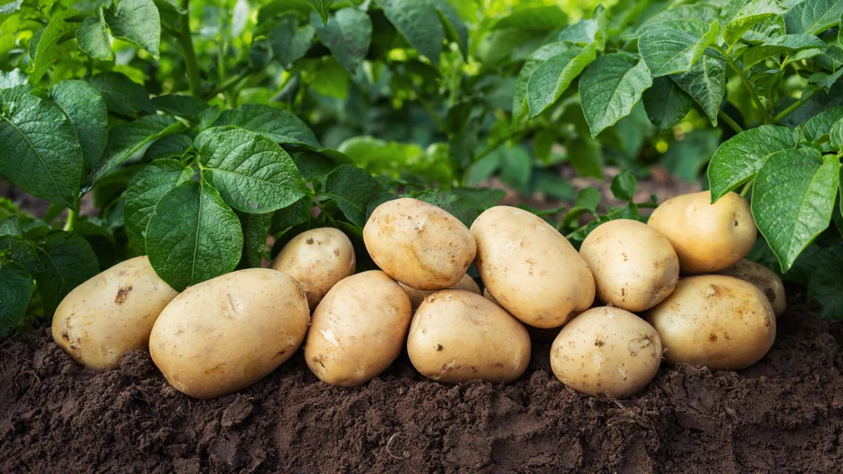 Werden jetzt die Kartoffeln knapp? Deutsche Ernte von Pflanzenkrankheit bedroht