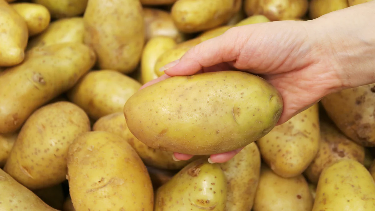 kartoffeln-knapp-ernte-pflanzenkrankheit