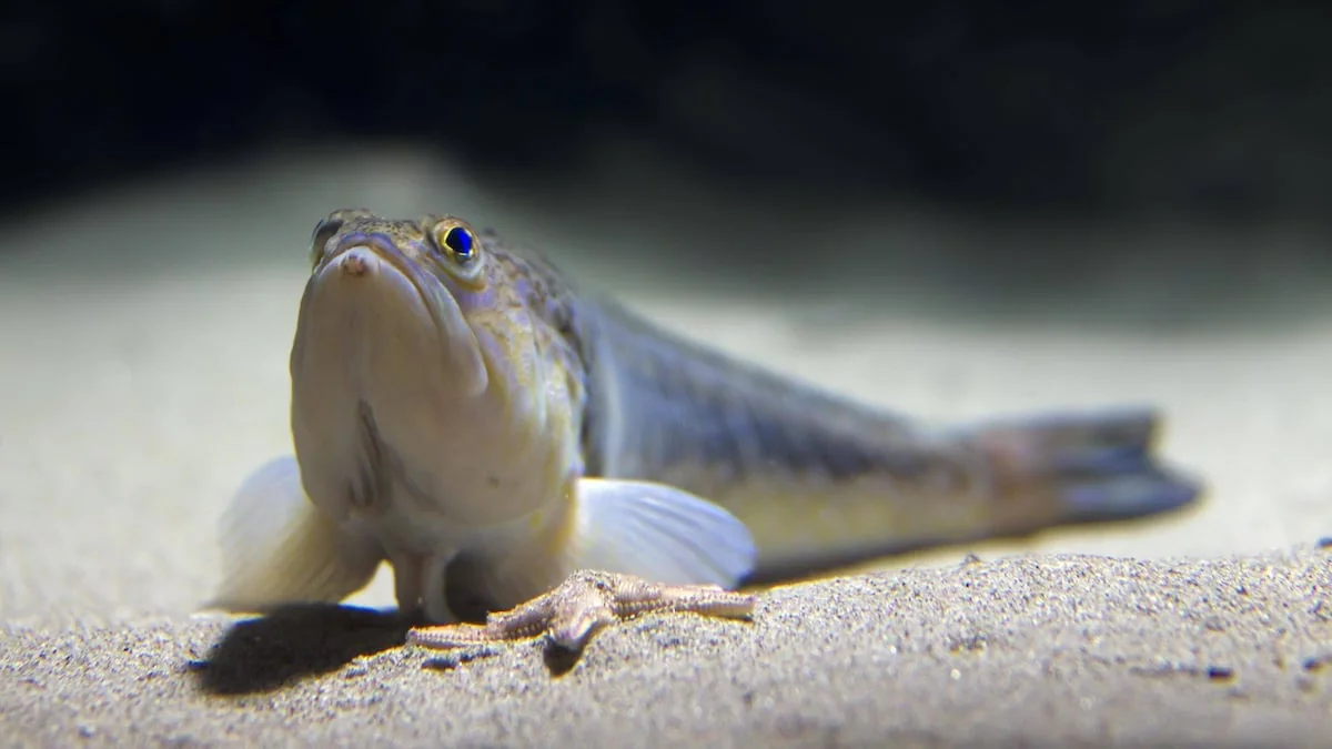 Gefahr an Ost- und Nordsee: Deutschlands giftigster Fisch sticht Urlauber an Küsten