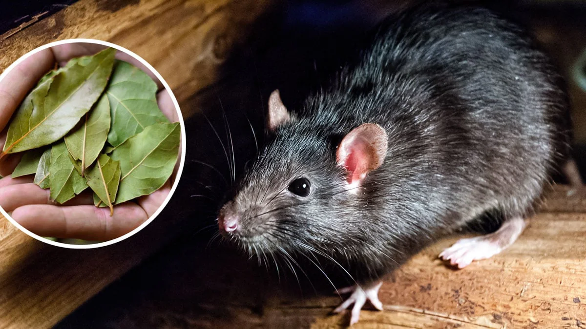 lorbeer-gegen-maeuse-und-ratten-so-vertreibst-du-die-tiere-ganz-ohne-chemie