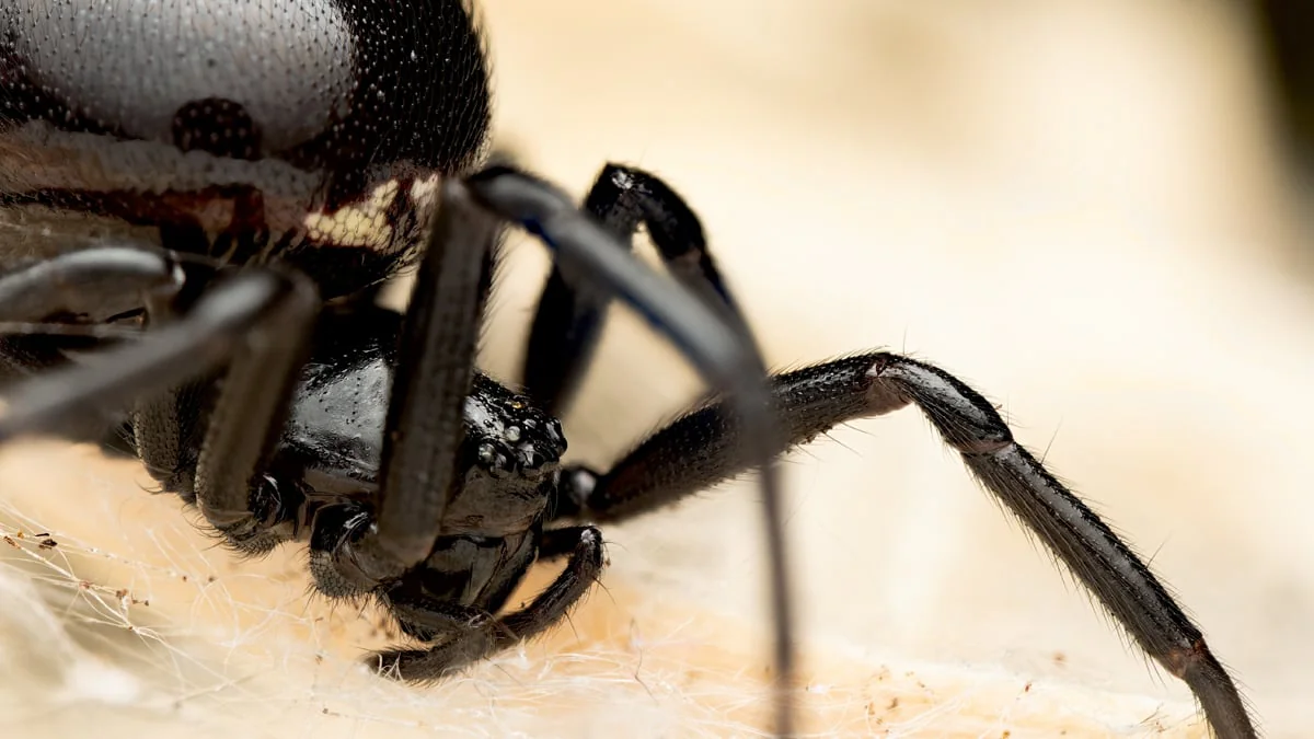experten-warnen-vor-spinne