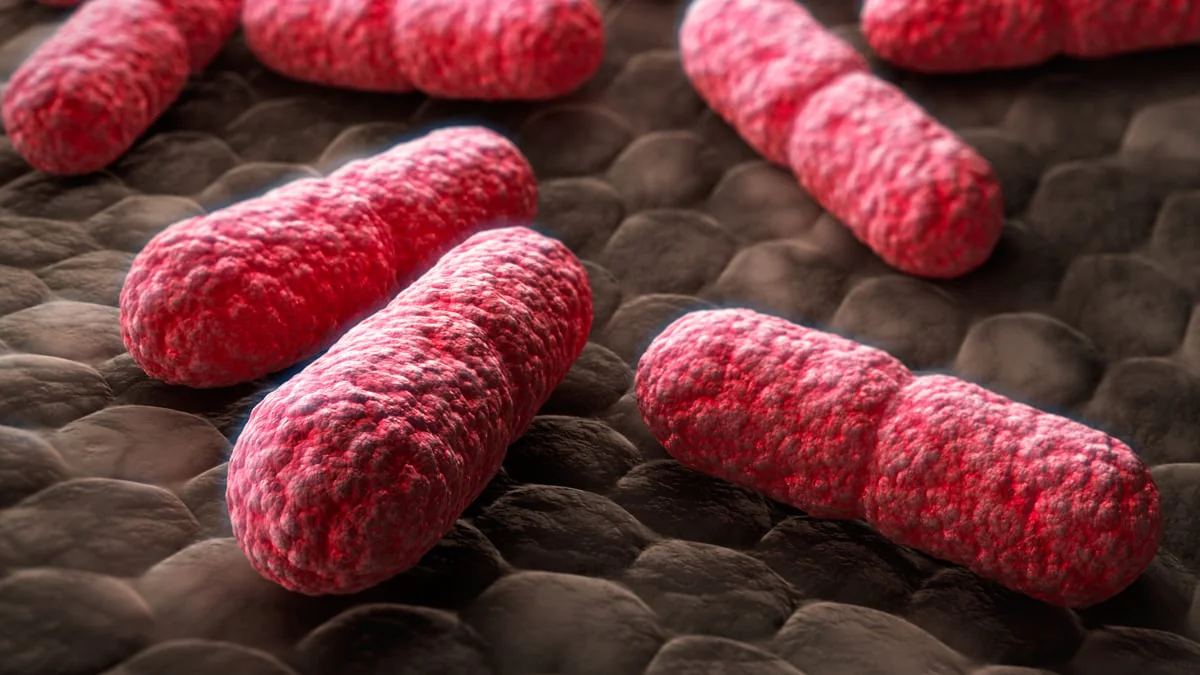 EHEC tritt vermehrt in Deutschland auf: Wie man sich vor einer Infektion schützen kann