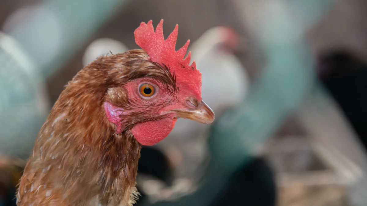 Großer Vogelgrippe-Ausbruch in Deutschland: Besteht eine Gefahr für den Menschen?