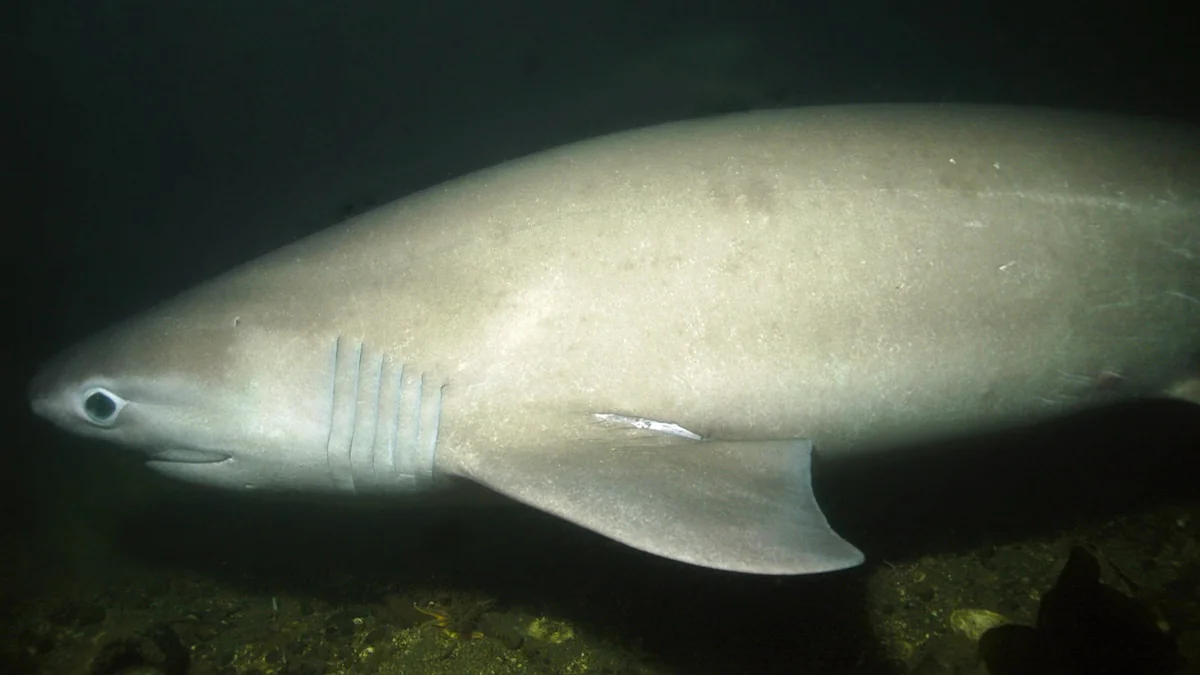 Grauhai tief unten im Meer