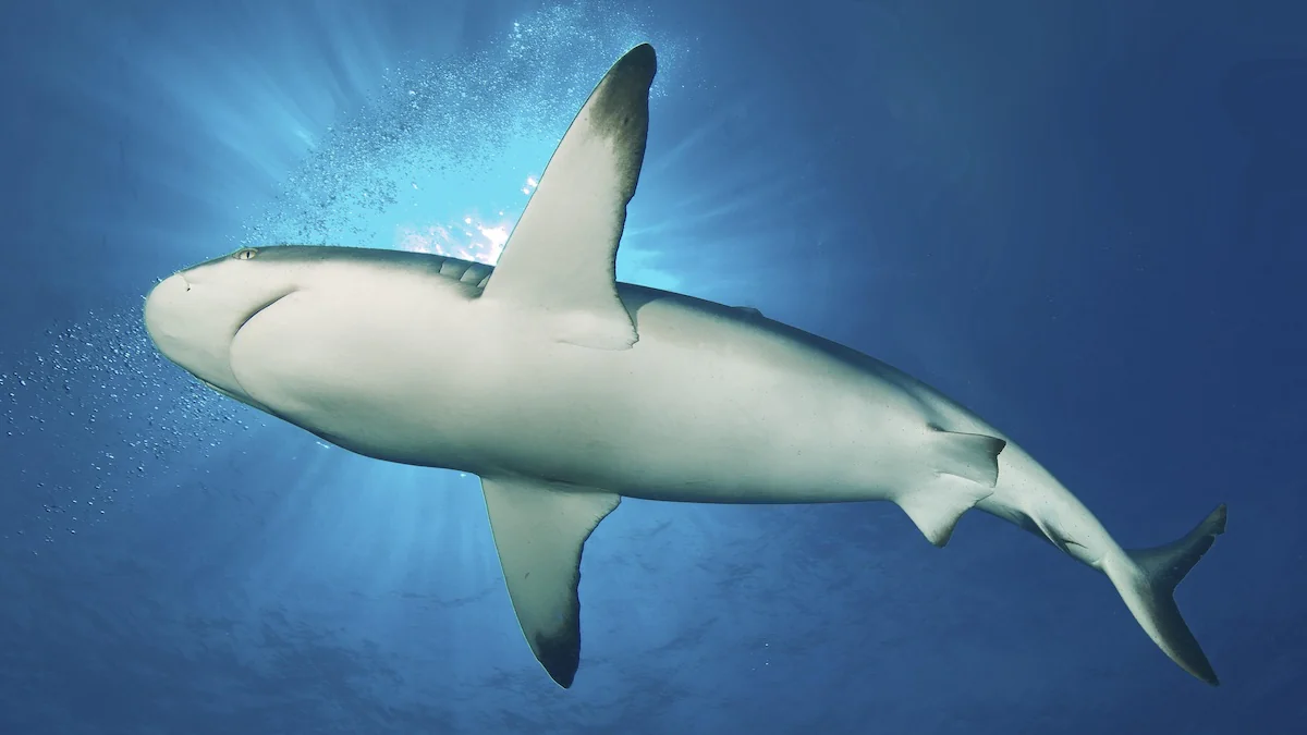 grauhai-sichtung-mallorca