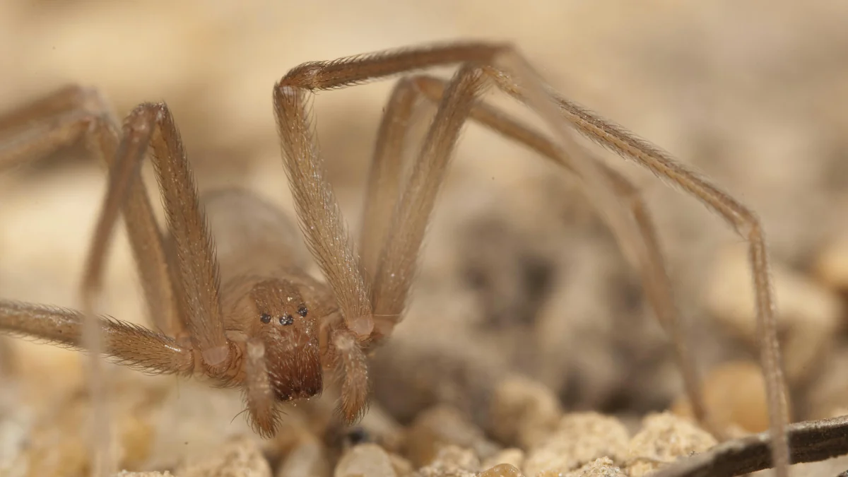 gefaehrliche-spinne-deutschland